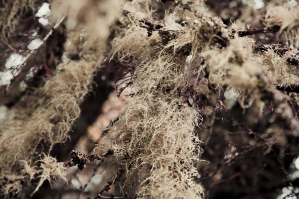 IMG_0930_Luminar2018-edit