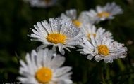 img_4131