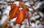 20101127-img_4442